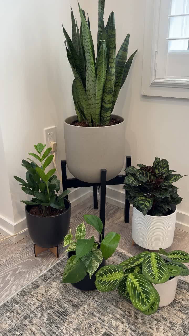 Unboxing Plantsomes Pothos! by Amanda