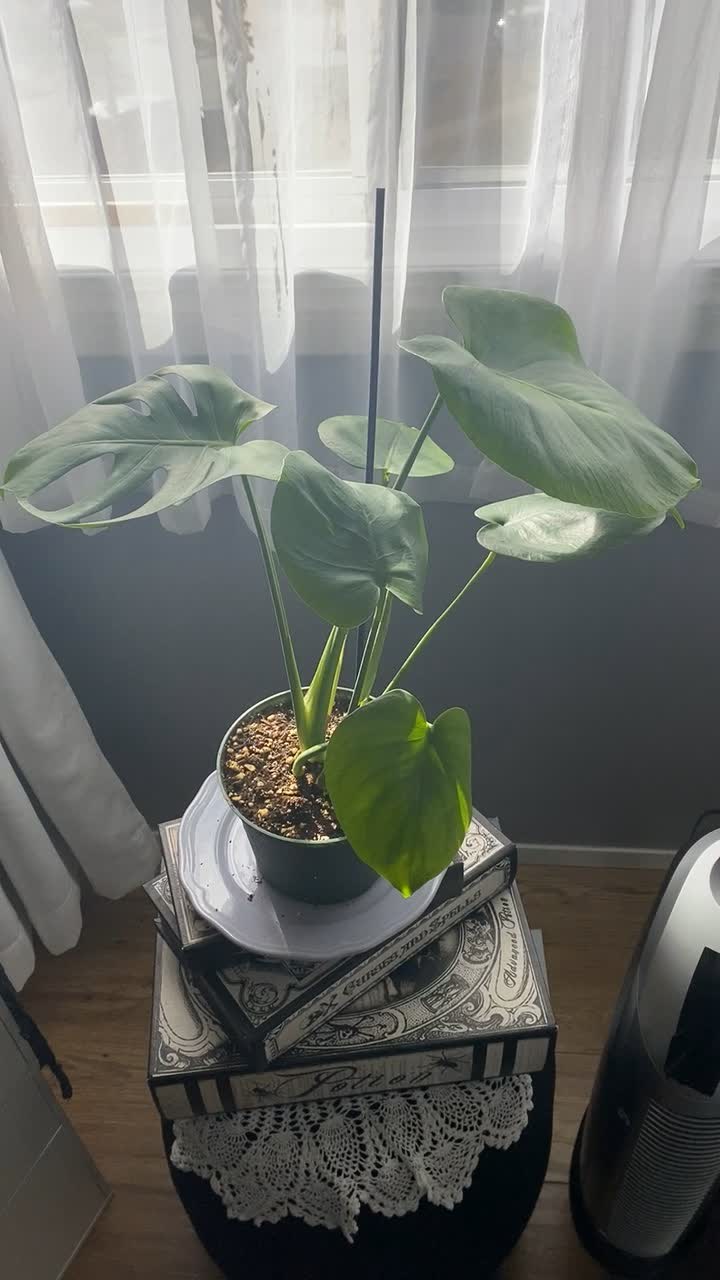 Monstera Deliciosa | Swiss Cheese | 10