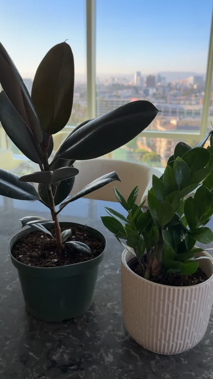 Zamioculcas Black Raven | ZZ Plant | 6