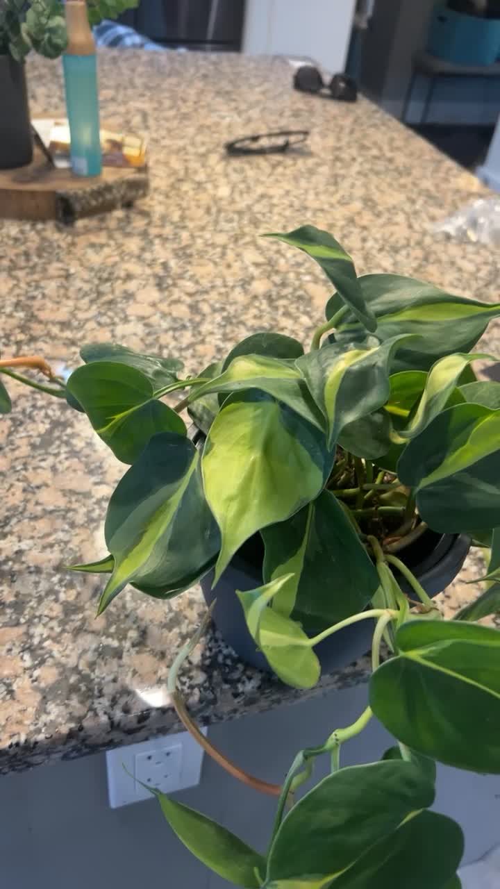 Unboxing Plantsomes Philodendron! by Jaxen