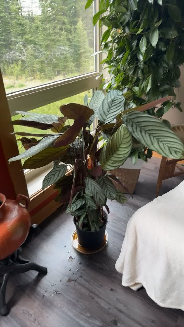 Unboxing Plantsomes Pothos! by Marla